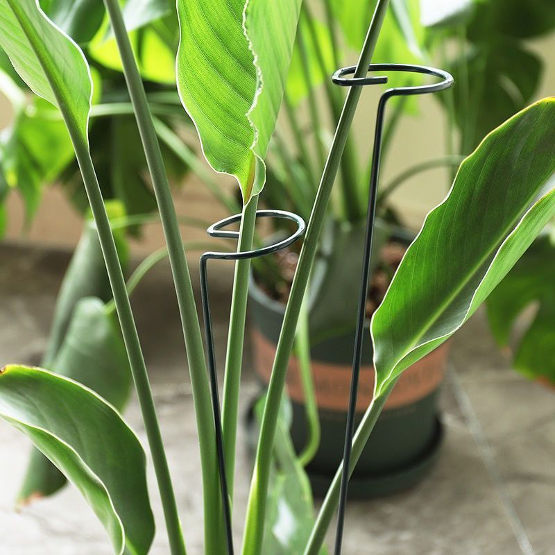 1/10pcs Garden Support Stake R - đánh giá và giá Plant Parent Tools