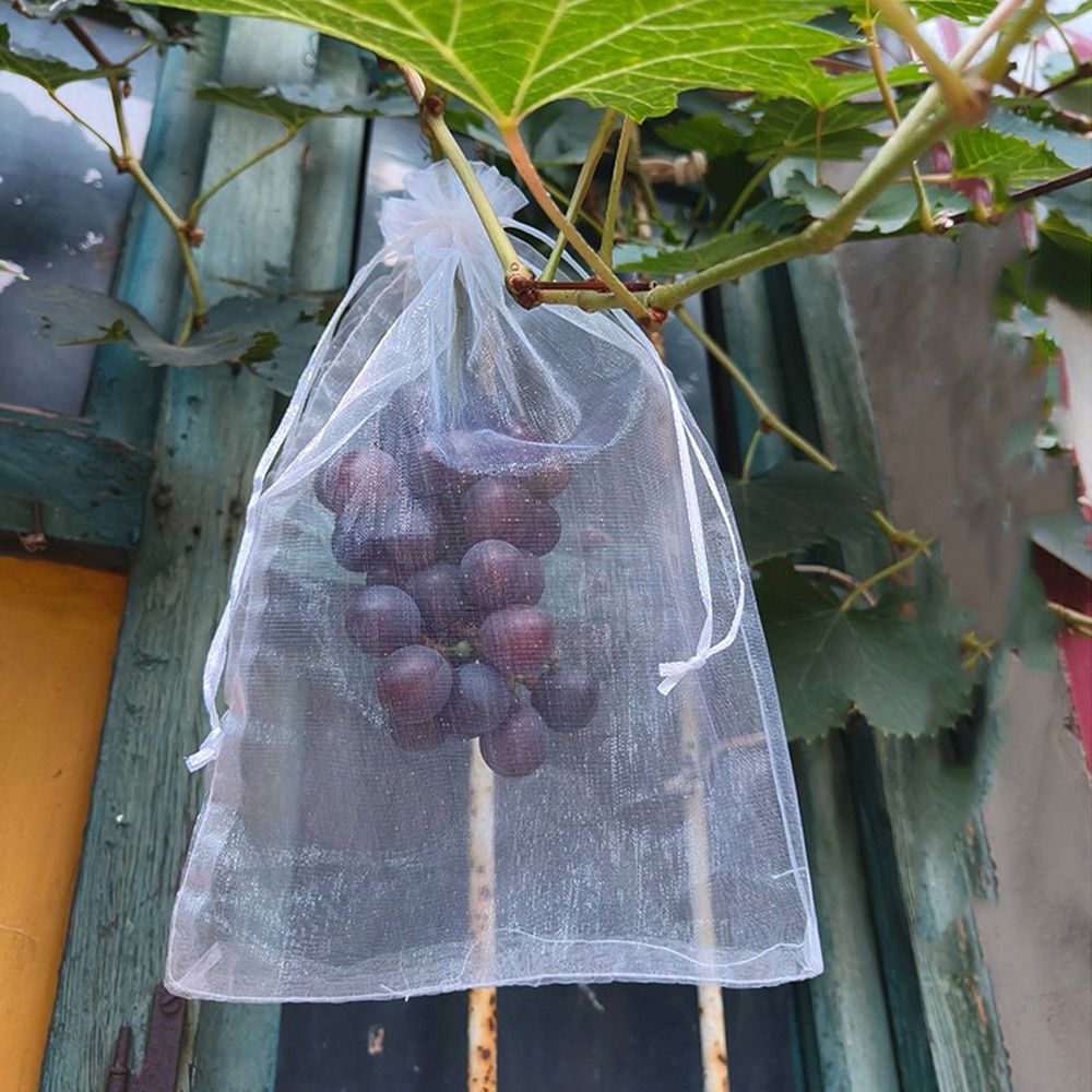 100pcs Grapes Fruit Grow Bags  - đánh giá và giá Plant Parent Tools
