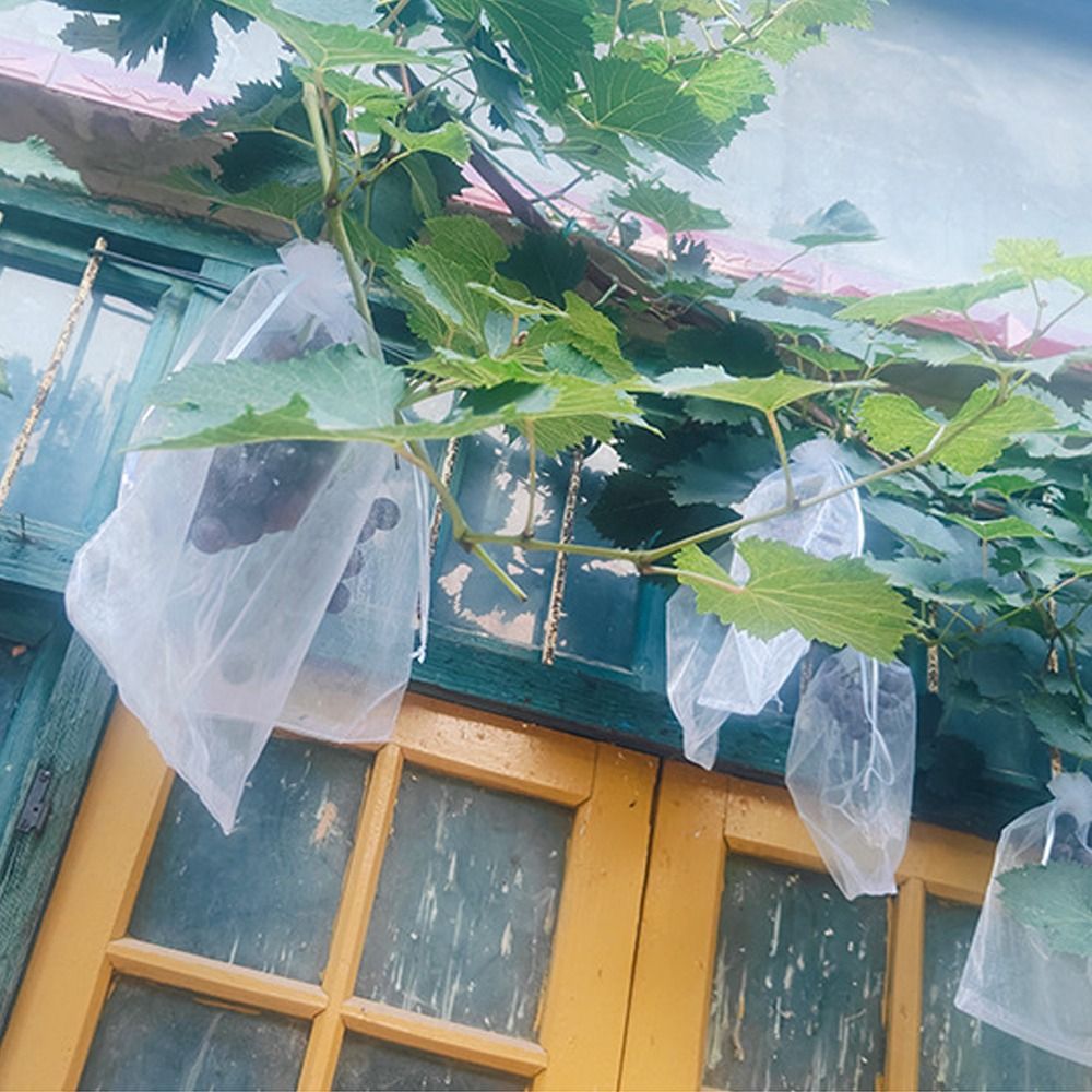 100pcs Grapes Fruit Grow Bags  - đánh giá và giá Plant Parent Tools