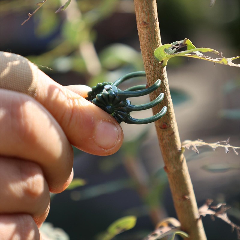 Wholesale Mini Plant Support C - đánh giá và giá Plant Parent Tools