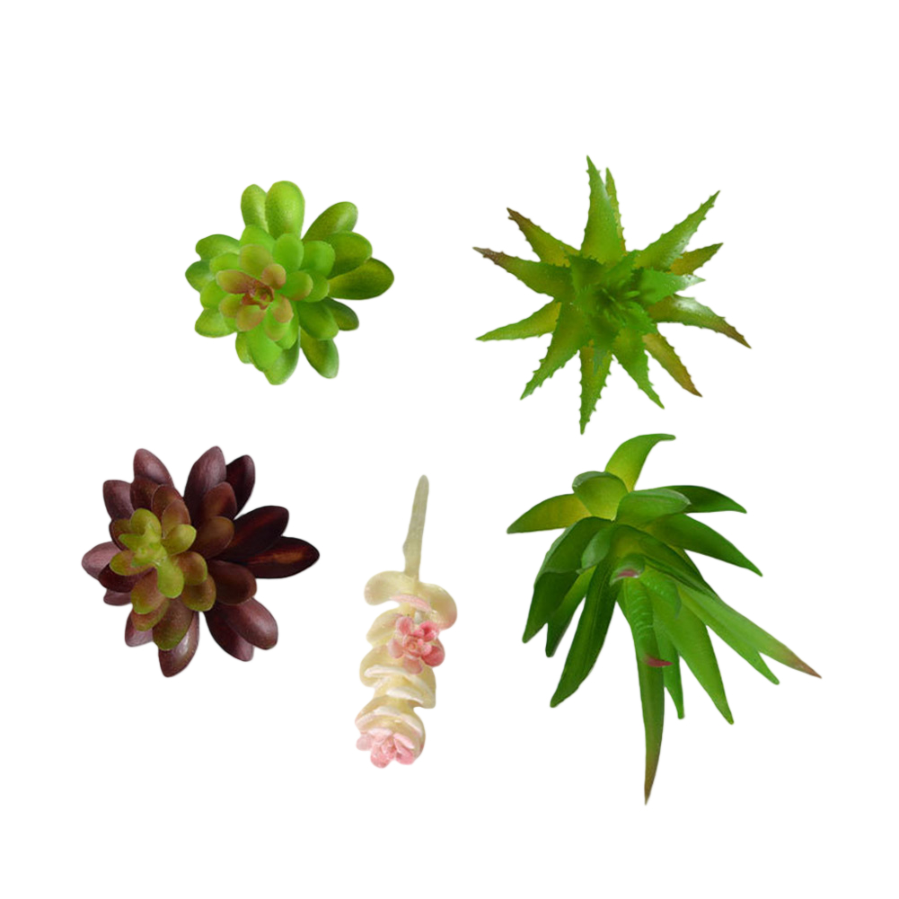 Plastic Based For Mini Bonsai  - đánh giá và giá Succulent Arrangement Mini