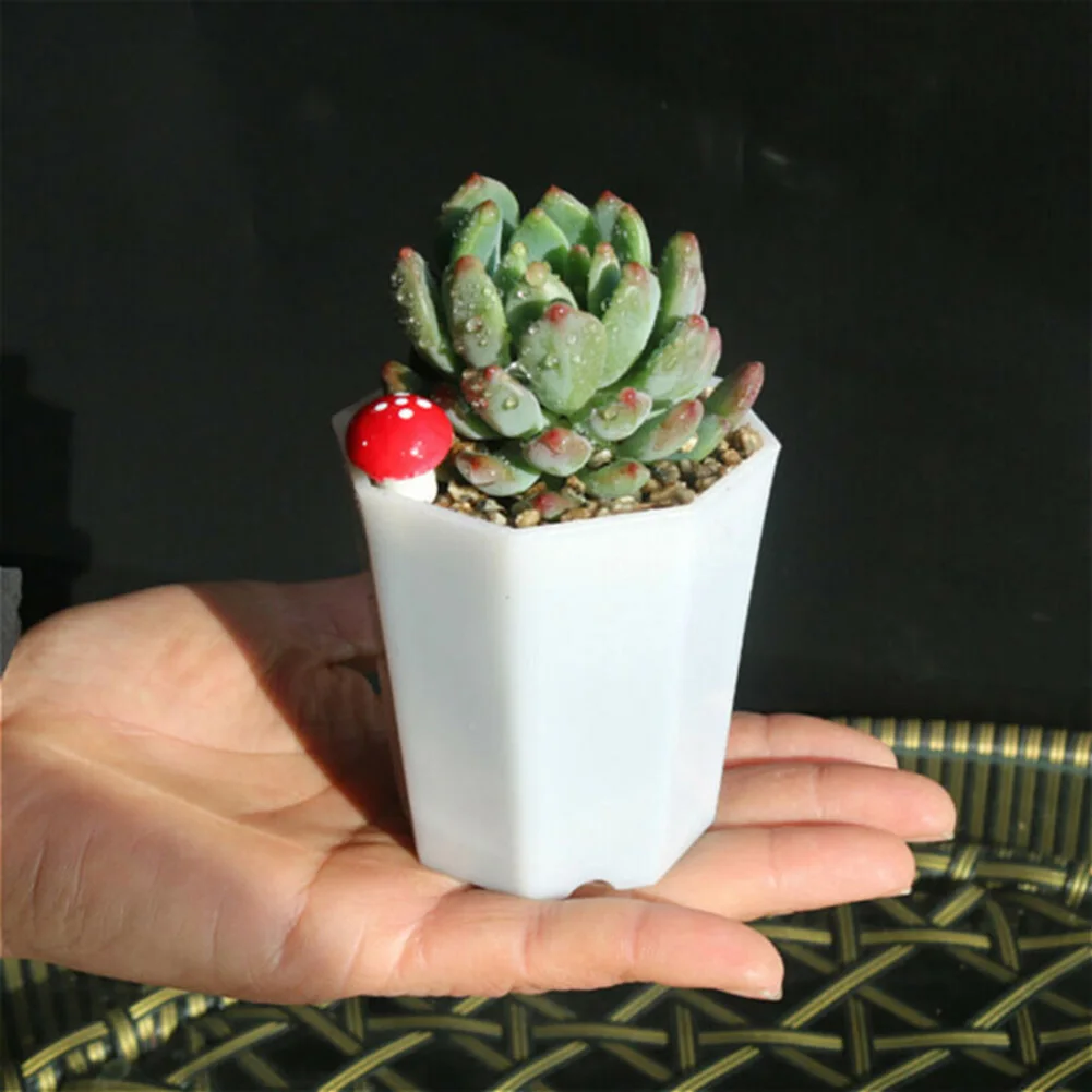 10pcs Plastic For Mini Flower  - đánh giá và giá Succulent Arrangement Mini