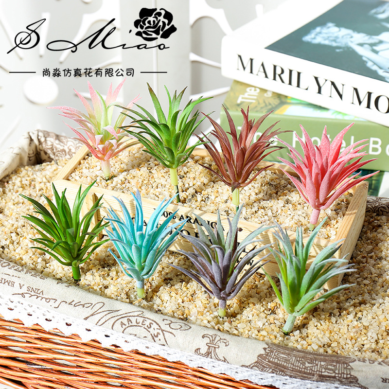 7.5x10cm Mini Ling Jiao Cao Ar - đánh giá và giá Succulent Arrangement Mini