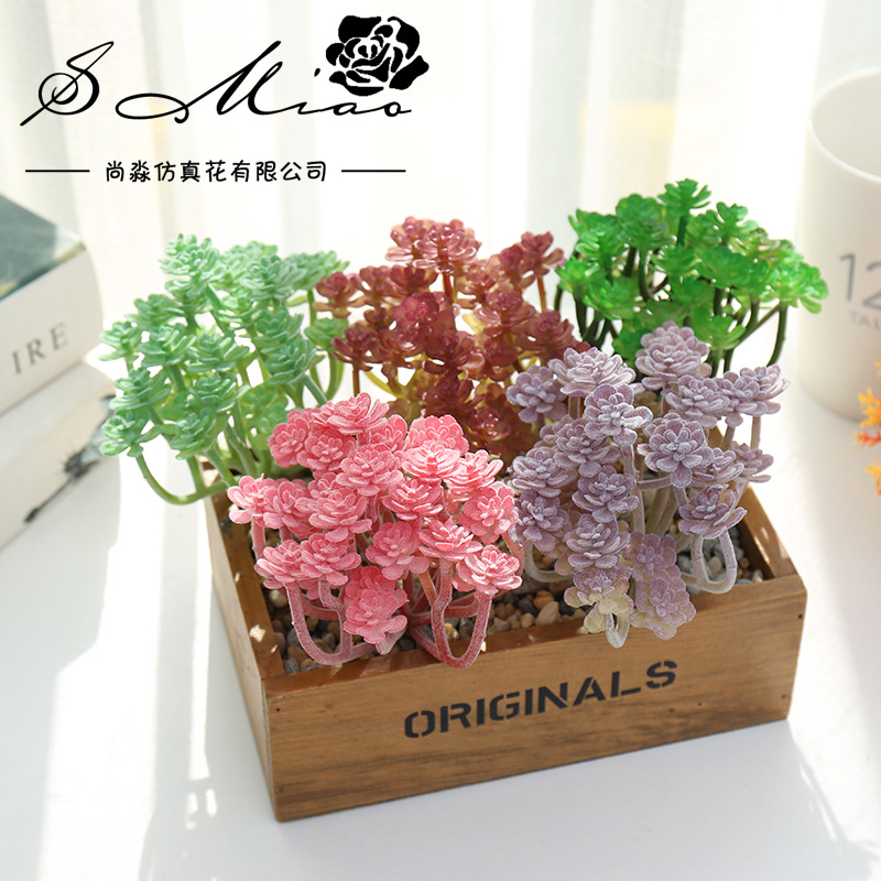 Wusmart Large Xian Ren Ke Arti - đánh giá và giá Succulent Arrangement Mini