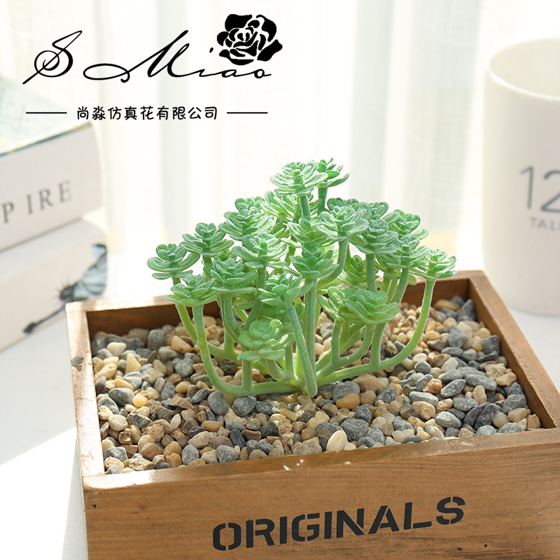 Wusmart Large Xian Ren Ke Arti - đánh giá và giá Succulent Arrangement Mini