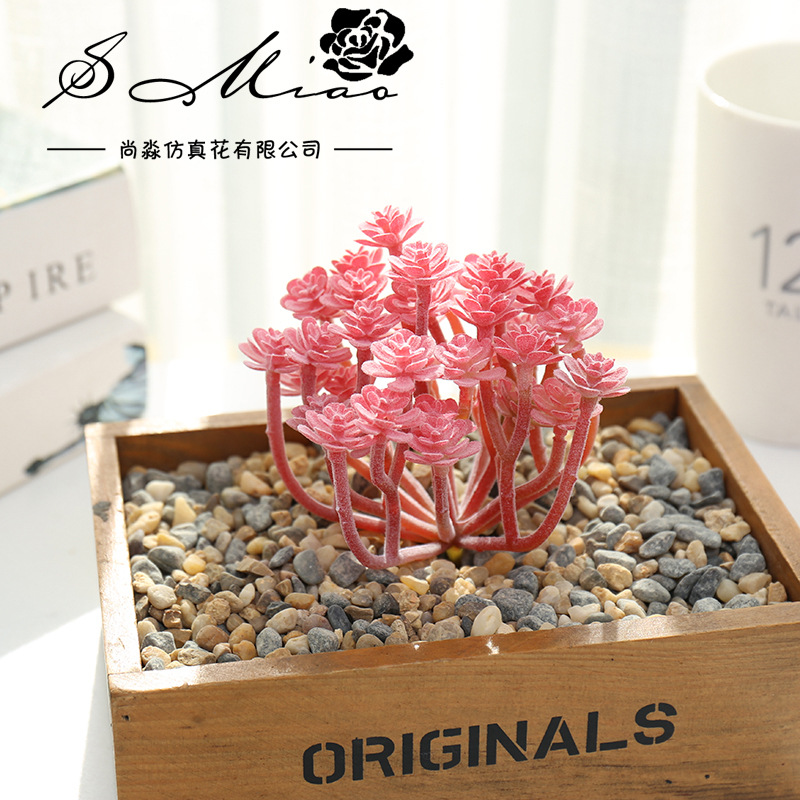 Wusmart Large Xian Ren Ke Arti - đánh giá và giá Succulent Arrangement Mini