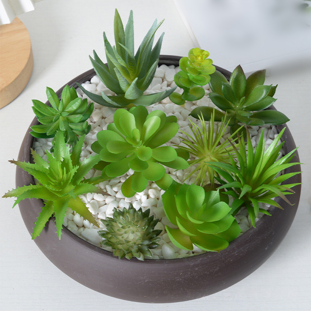 Charming For Mini Bonsai Succu - đánh giá và giá Succulent Arrangement Mini
