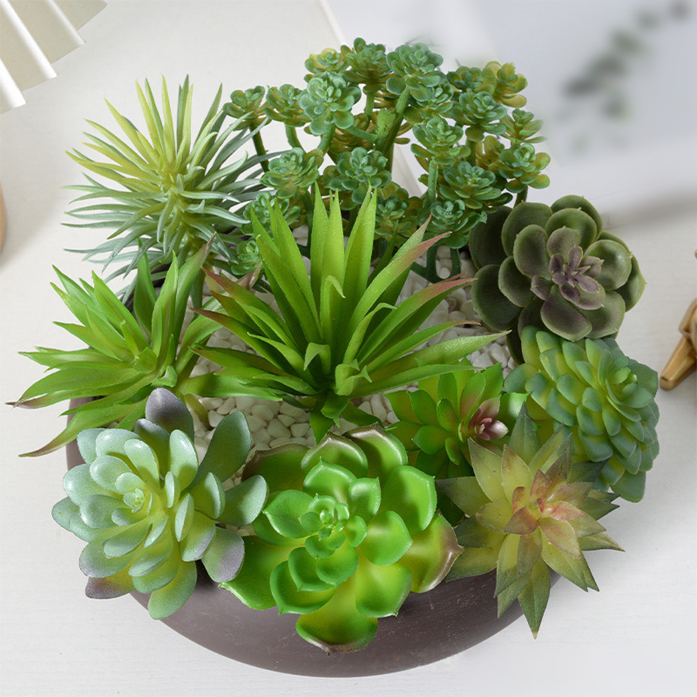 Charming For Mini Bonsai Succu - đánh giá và giá Succulent Arrangement Mini