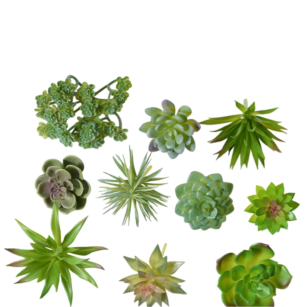 Charming For Mini Bonsai Succu - đánh giá và giá Succulent Arrangement Mini