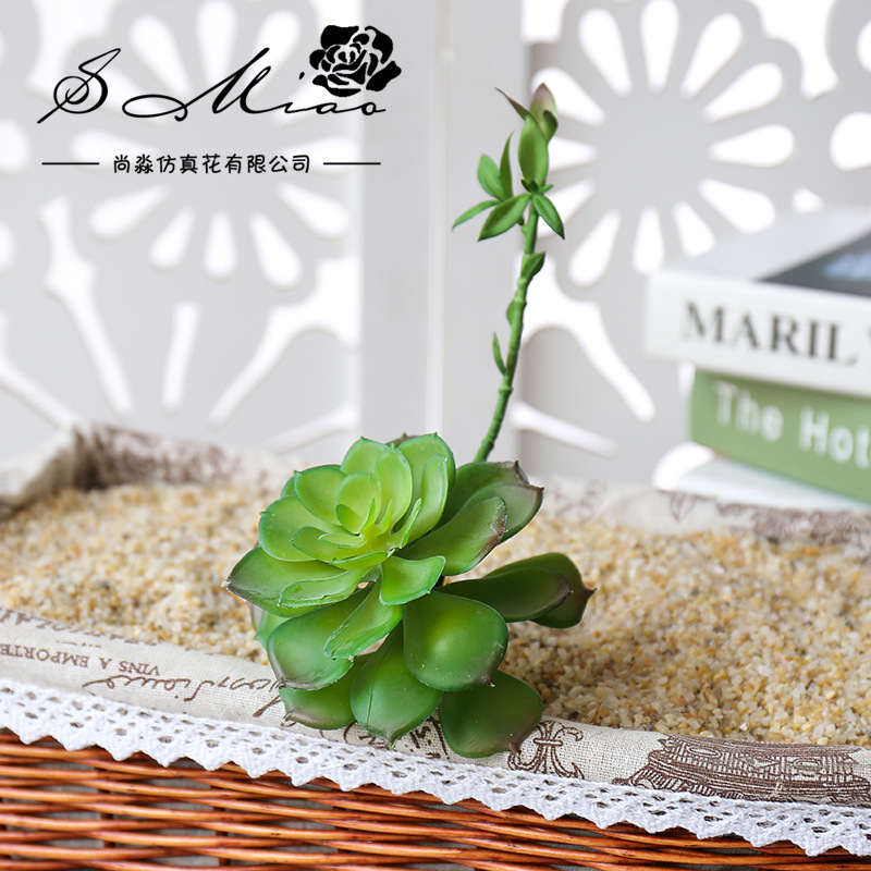 Wusmart Zhong Shi Lian Large A - đánh giá và giá Succulent Arrangement Mini