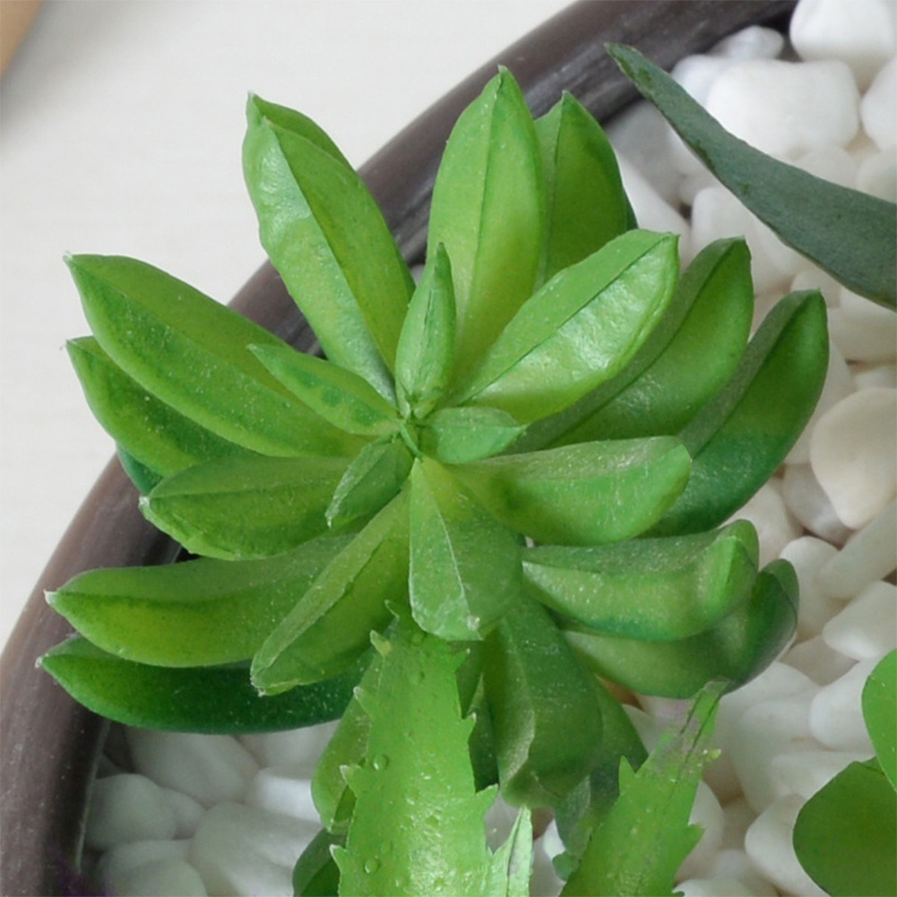 Contemporary For Mini Bonsai T - đánh giá và giá Succulent Arrangement Mini